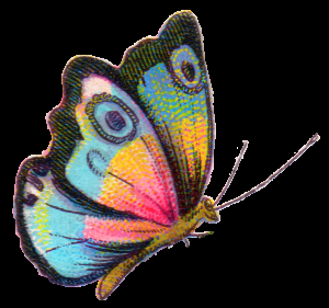 butterfly-2-300x281.png